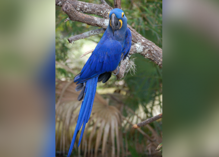 50 Endangered Species that Only Live in the Amazon Rainforest Stacker